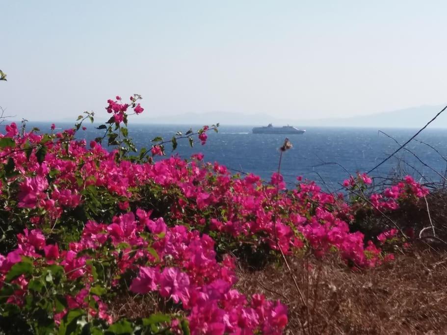Grandpa Simos' Traditional Guest House Άγιος Ρομανός Εξωτερικό φωτογραφία